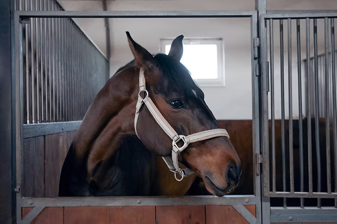 Supporting Performance, Recovery & Skin Health in Animals with Premium Aloe Vera