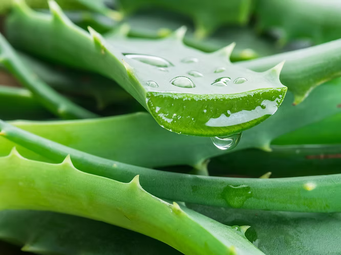 Aloe Vera Grown in Volcanic Soil: What It Really Means