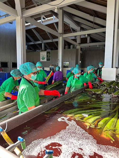 Why HealthWest UK's Organic Aloe Vera is in a class of it's own