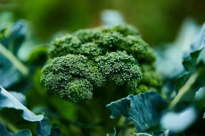 Foods that are Rich in Fulvic Acid